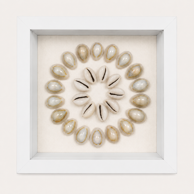 Ring Top Cowrie Shadow Box