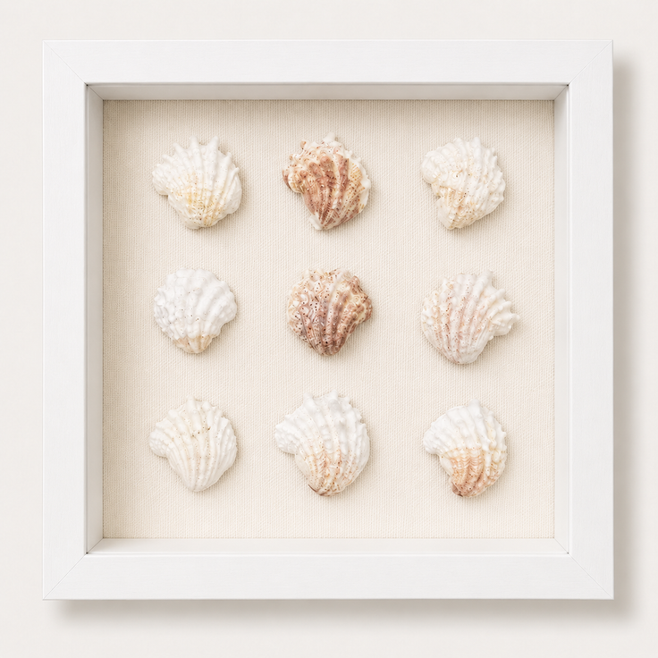 Florida Spiny Jewel Box Shadow Box