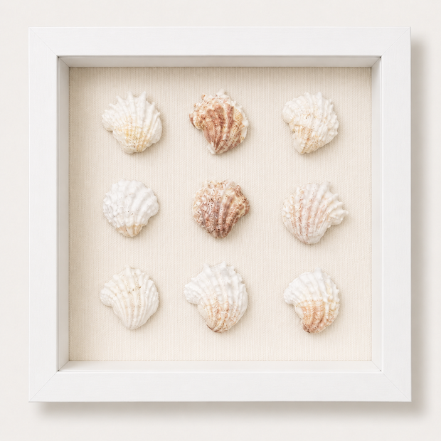 Florida Spiny Jewel Box Shadow Box