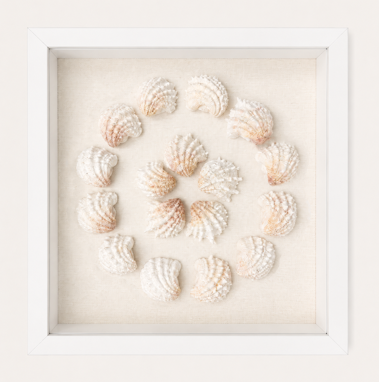 Florida Spiny Jewel Box Shadow Box