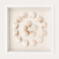 Florida Spiny Jewel Box Shadow Box