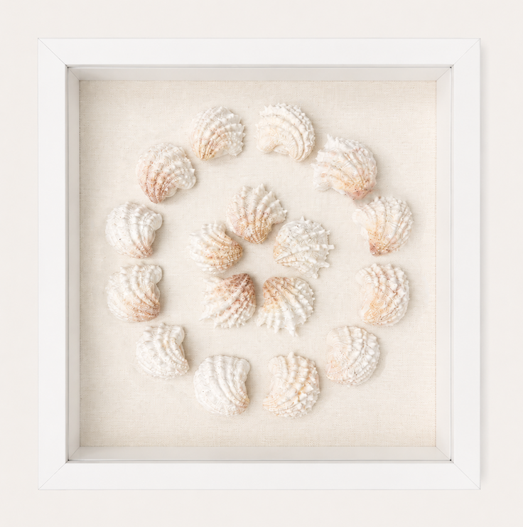 Florida Spiny Jewel Box Shadow Box