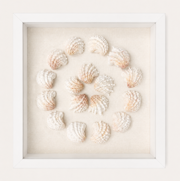 Florida Spiny Jewel Box Shadow Box