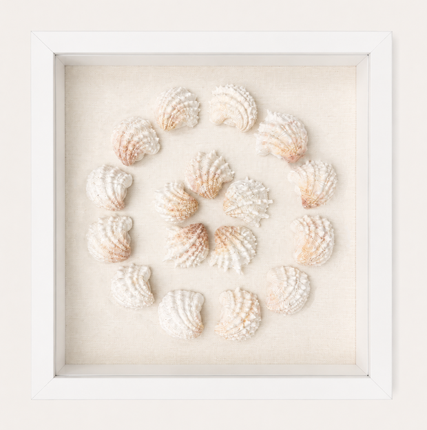 Florida Spiny Jewel Box Shadow Box