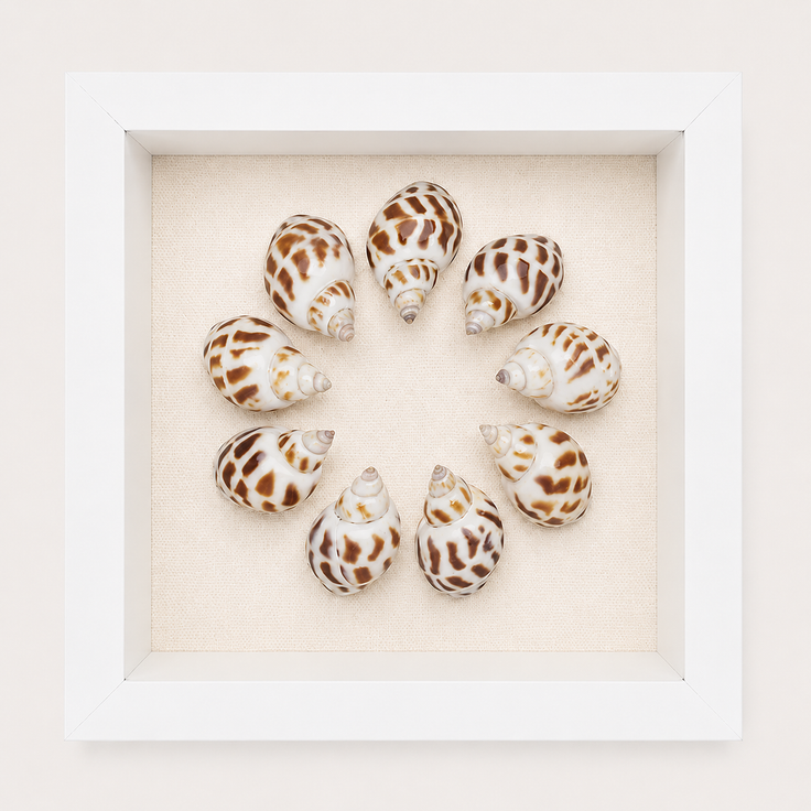 Spotted Babylon Shadow Box