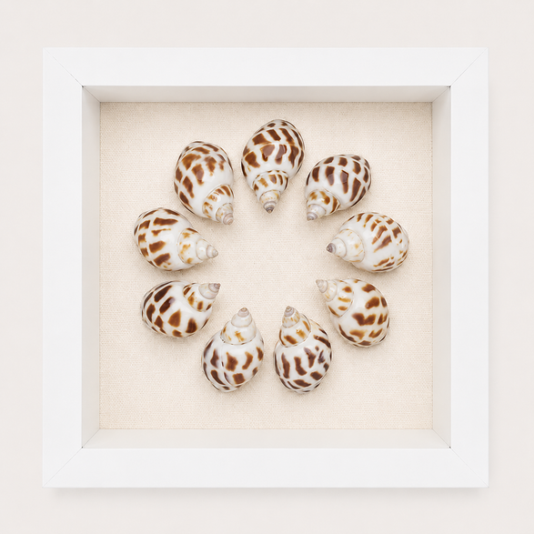 Spotted Babylon Shadow Box