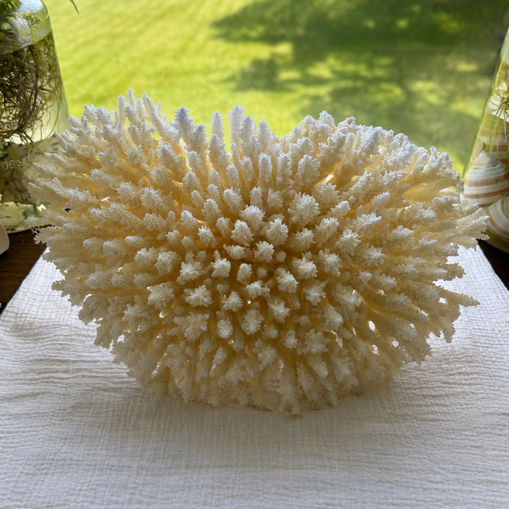 White Table Coral