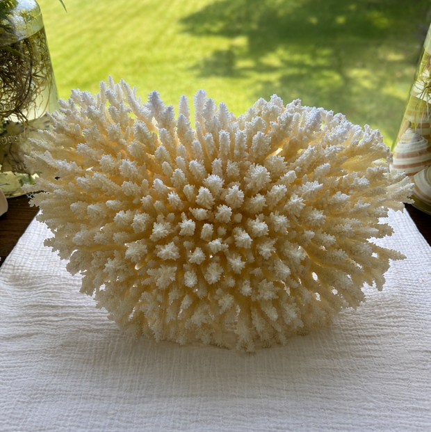 White Table Coral
