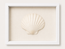 King Scallop Shadow Box