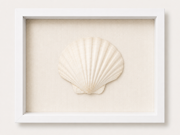 King Scallop Shadow Box