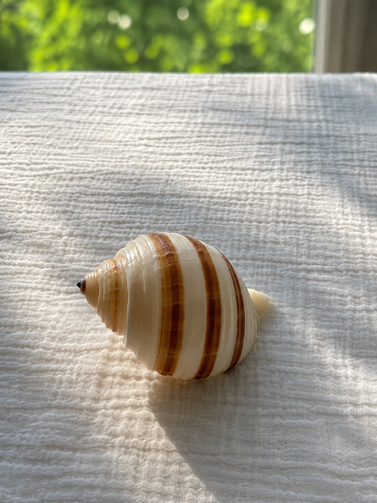 Banded Tun