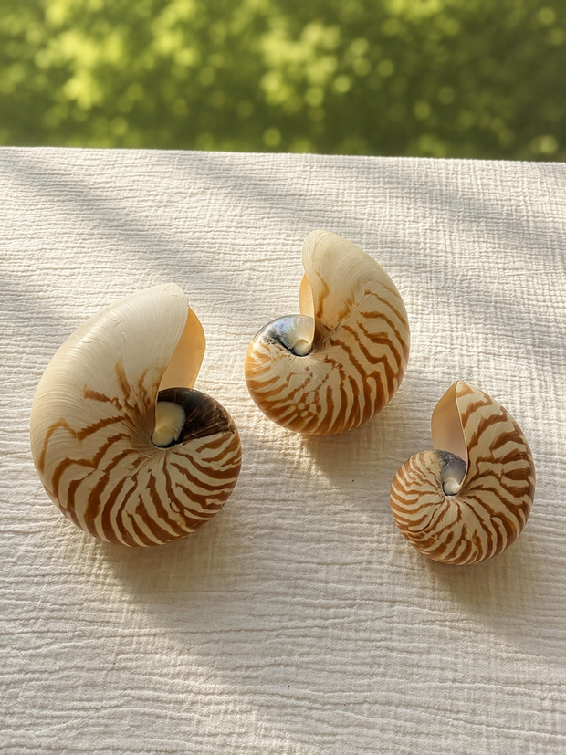 Chambered Nautilus