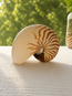 Chambered Nautilus