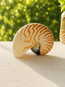 Chambered Nautilus