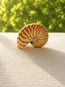 Chambered Nautilus