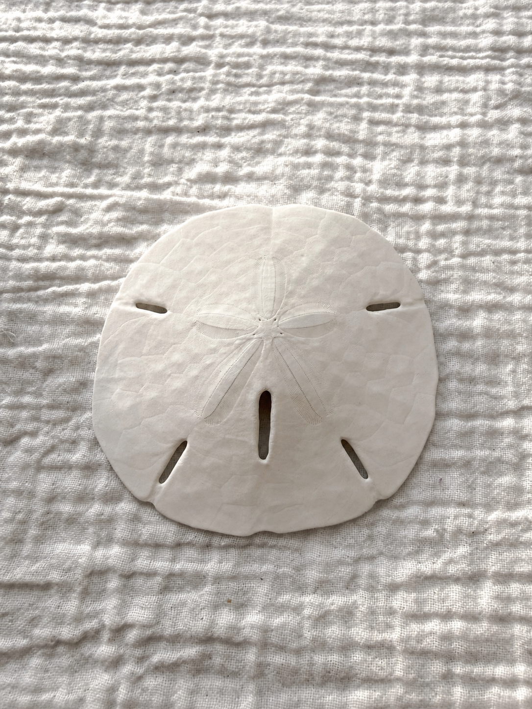 Florida Sand Dollar
