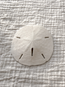 Florida Sand Dollar