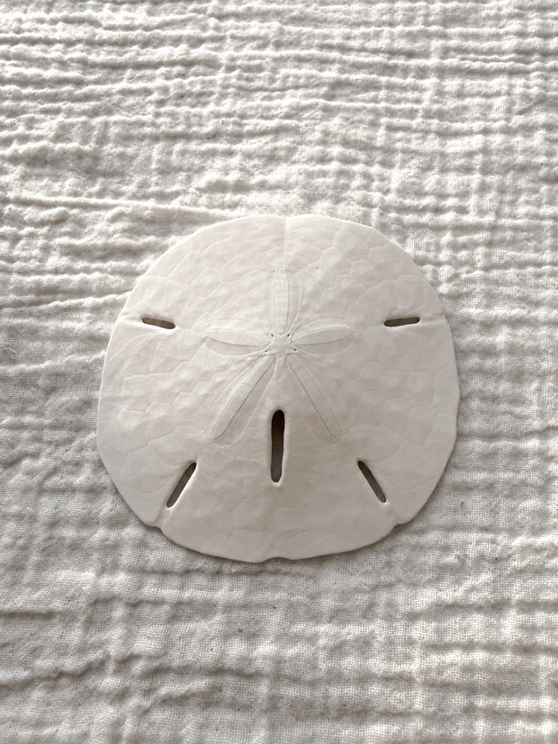 Florida Sand Dollar