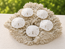 Florida Sand Dollar