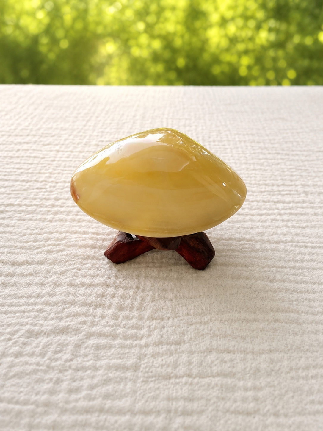 Tiger Clam