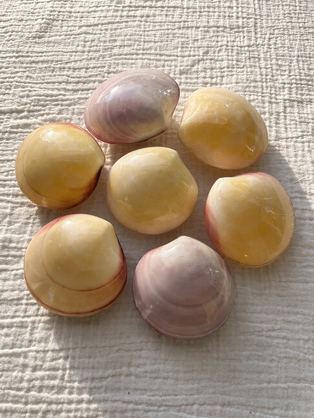 Tiger Clam