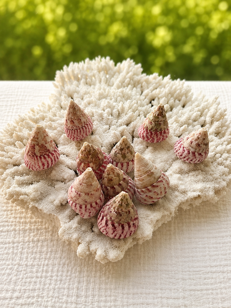 Strawberry Trochus