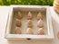 Strawberry Trochus
