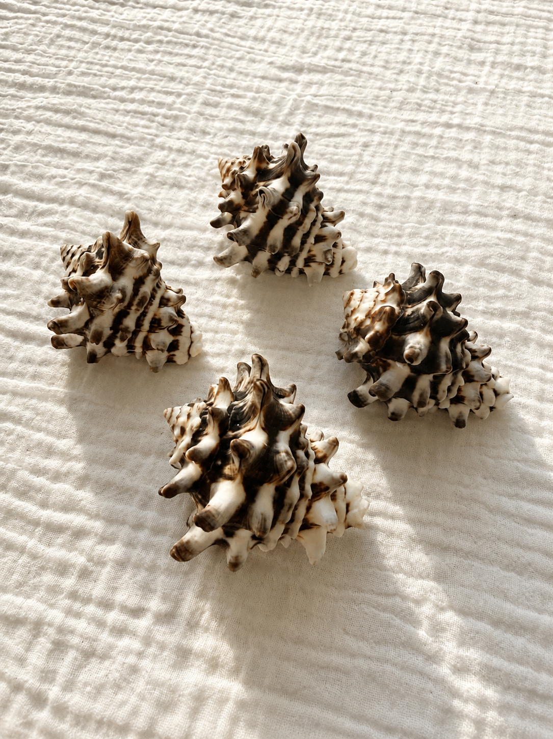 Horned Whelk