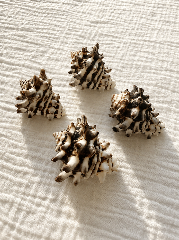 Horned Whelk