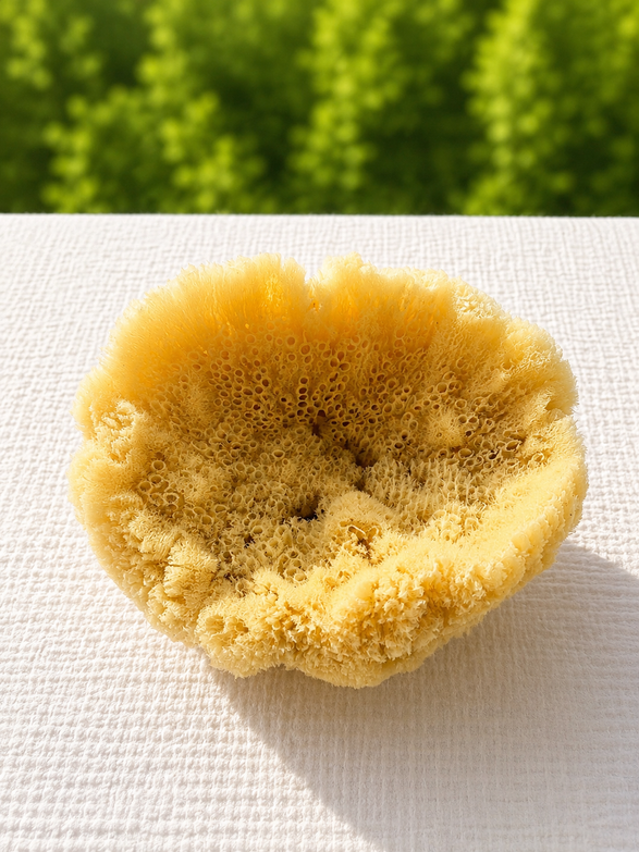 Florida Grass Sponge