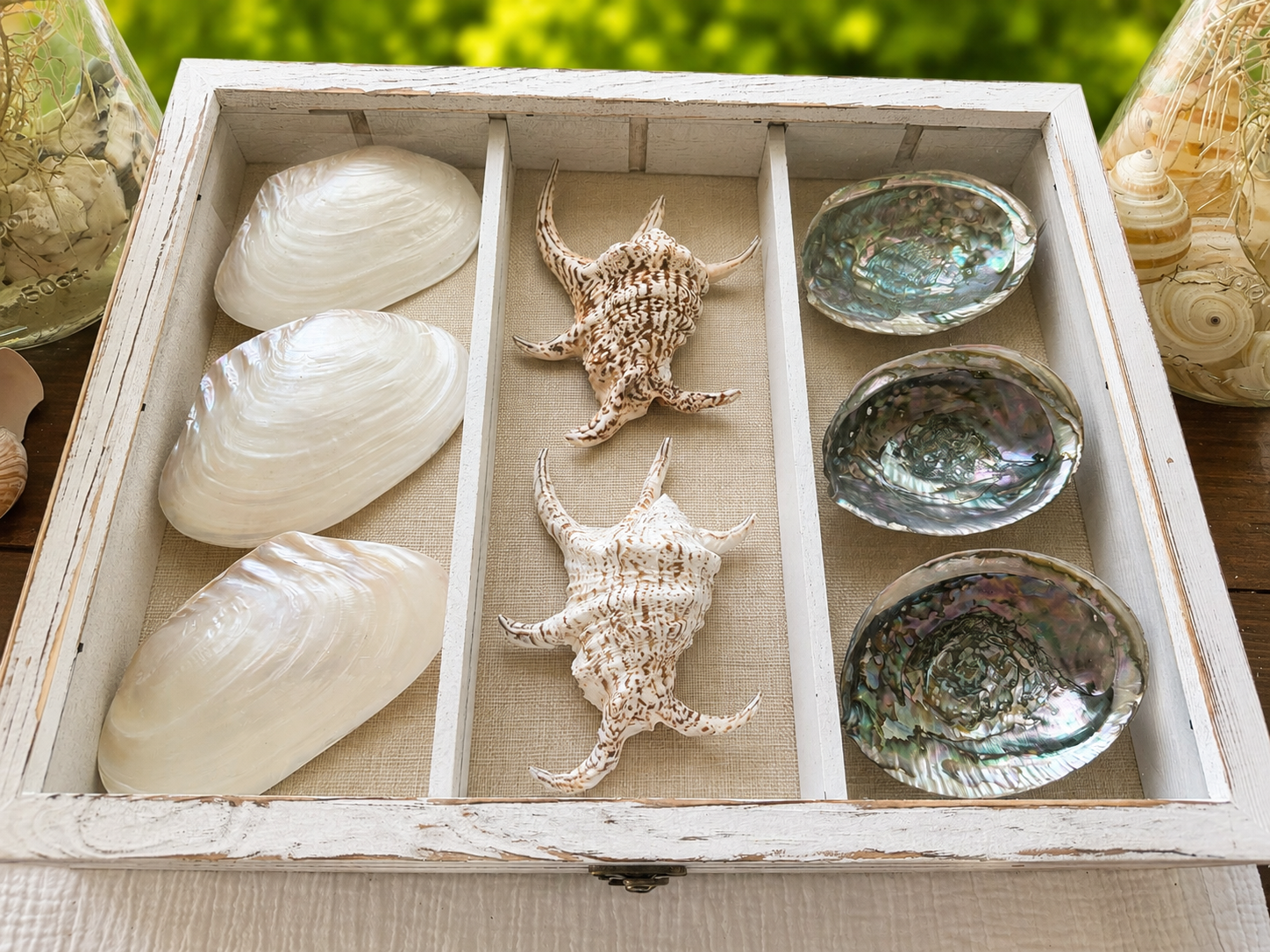Chiragra Spider Conch
