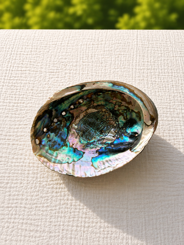 Green Abalone
