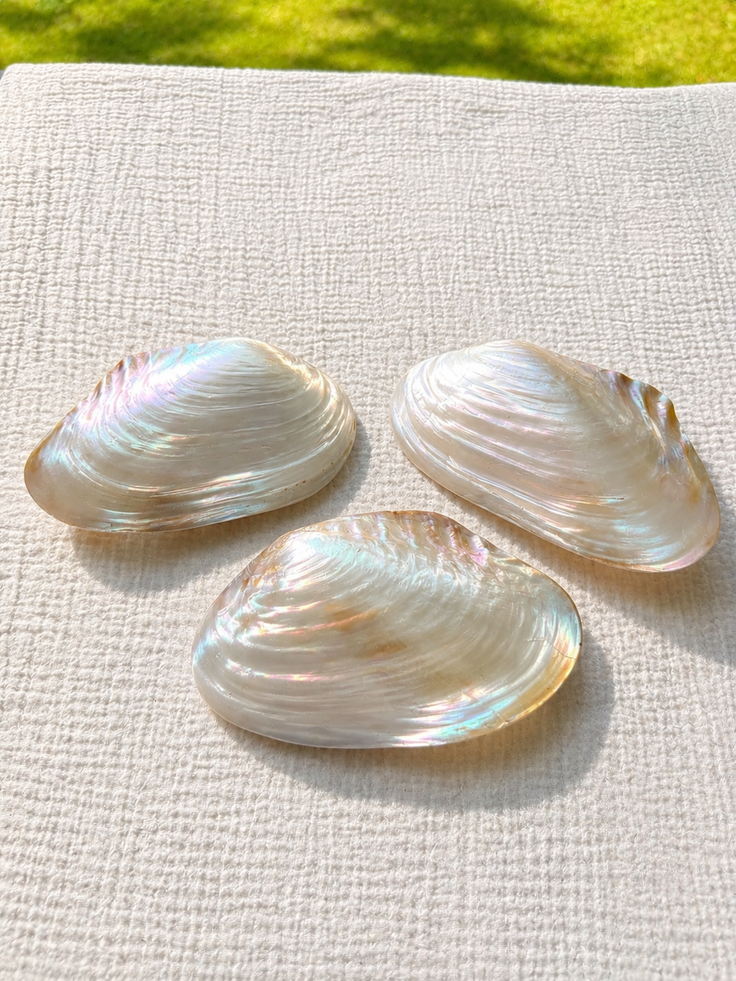 Cebu Clam
