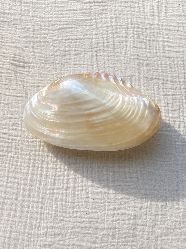Cebu Clam