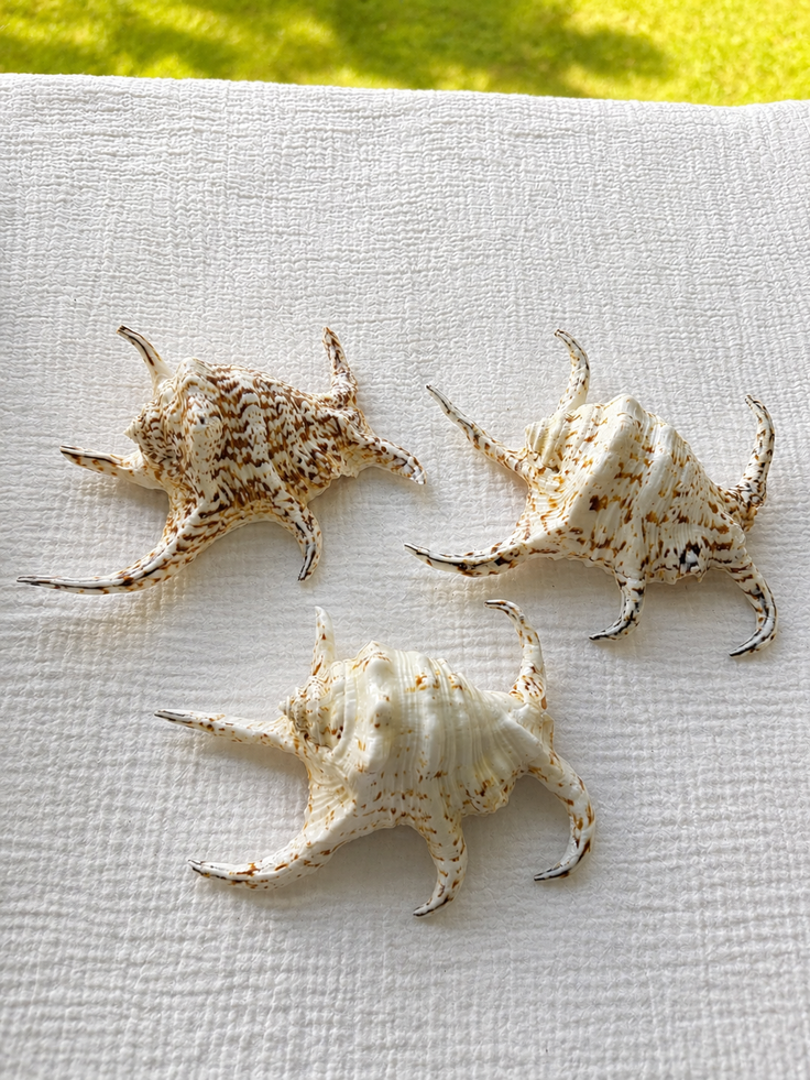 Chiragra Spider Conch