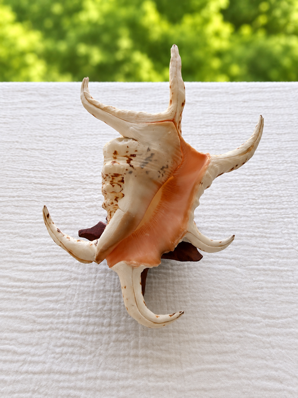 Chiragra Spider Conch
