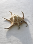 Chiragra Spider Conch