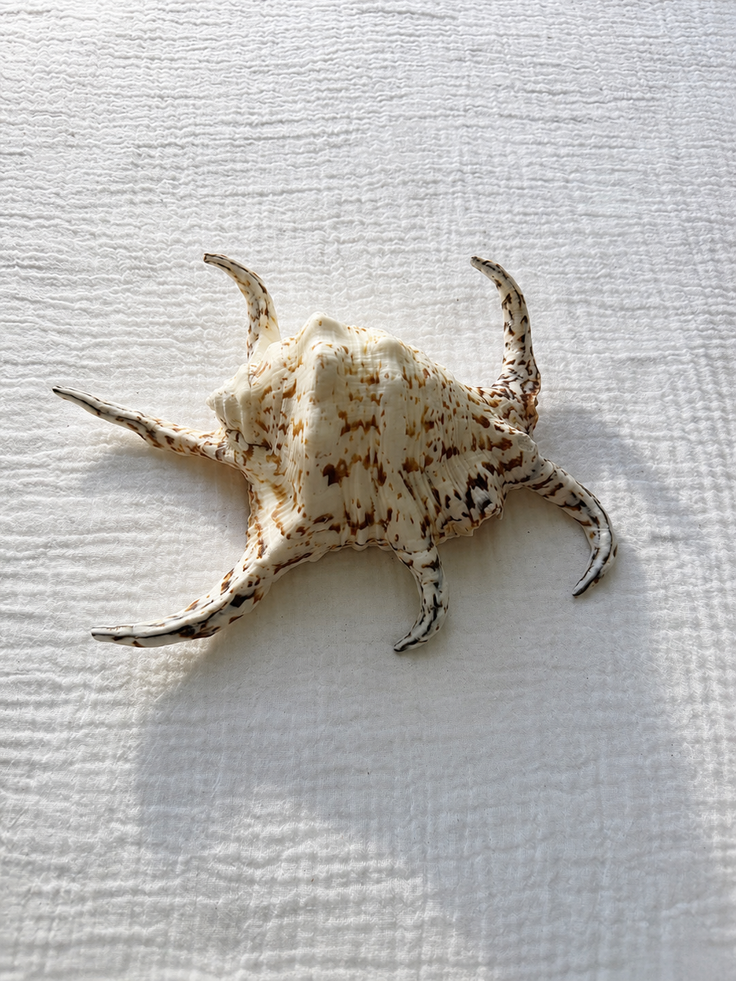 Chiragra Spider Conch