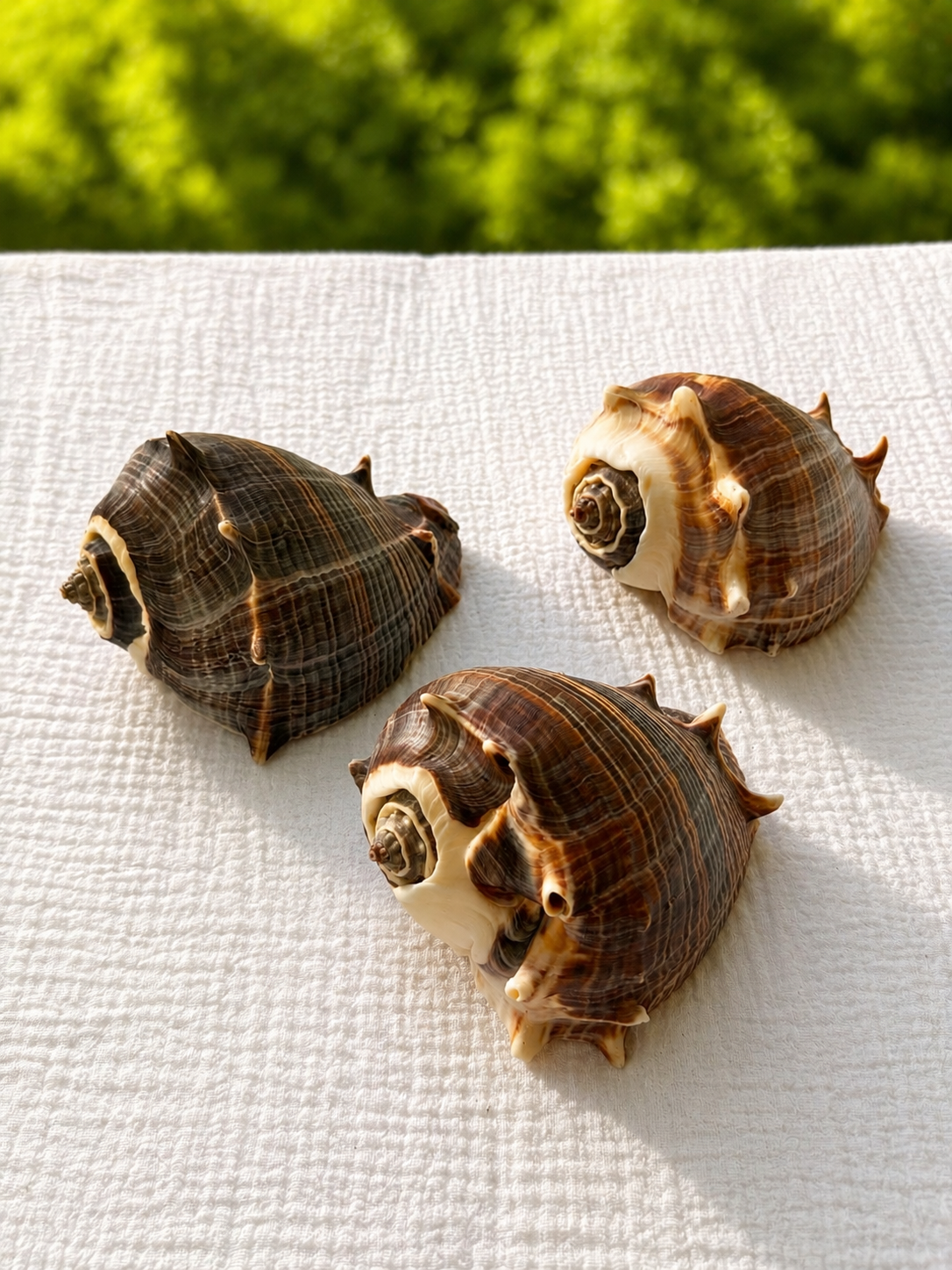 Caribbean Crown Conch