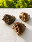 Caribbean Crown Conch