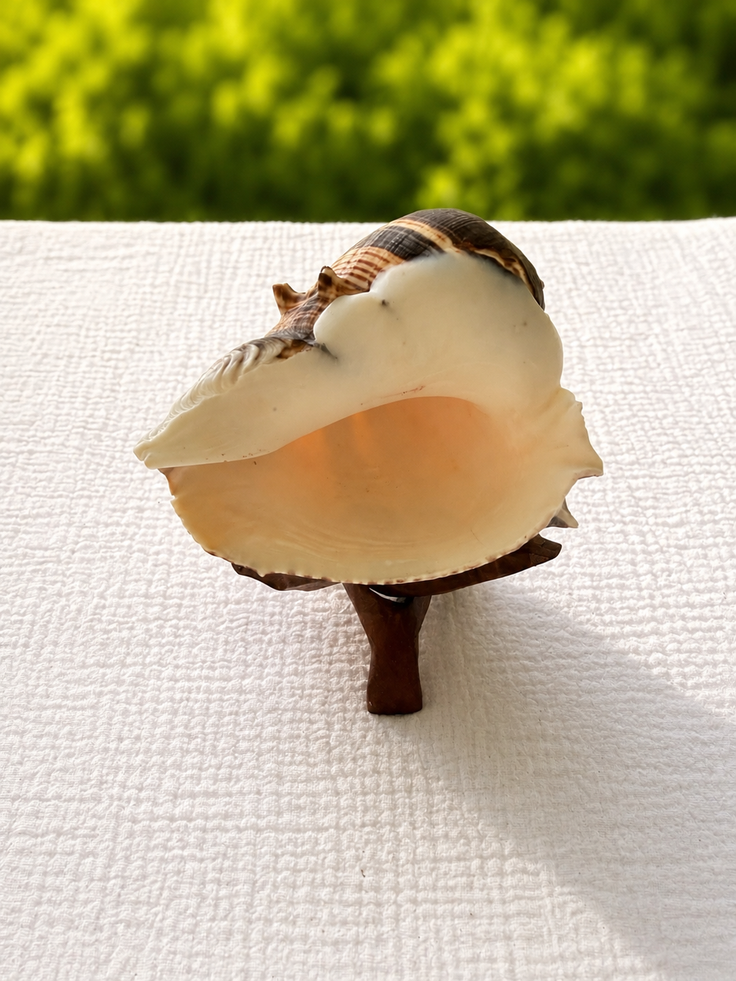 Caribbean Crown Conch