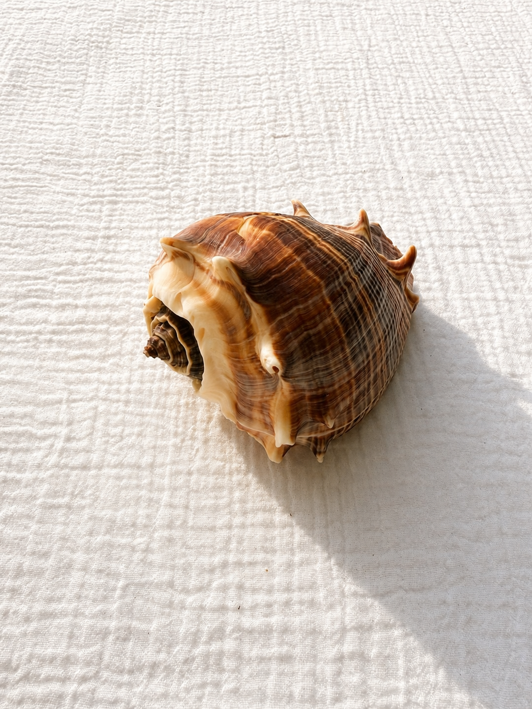 Caribbean Crown Conch