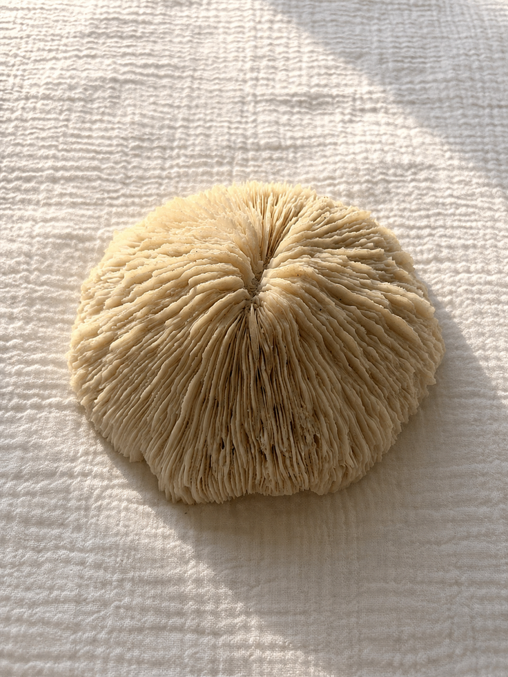 Mushroom Coral