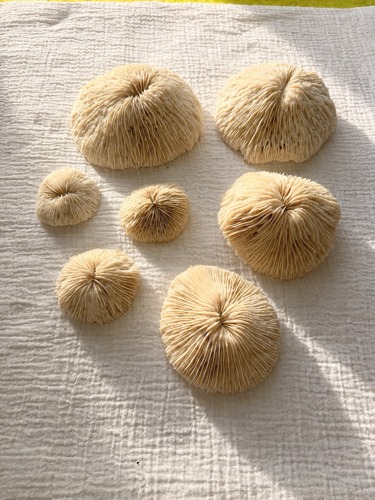 Mushroom Coral