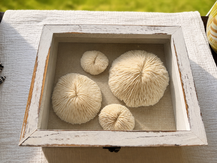Mushroom Coral