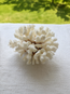 Brownstem Coral