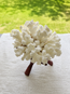 Brownstem Coral