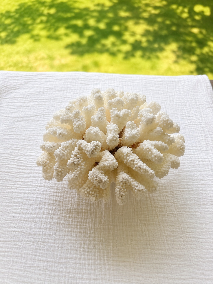Brownstem Coral