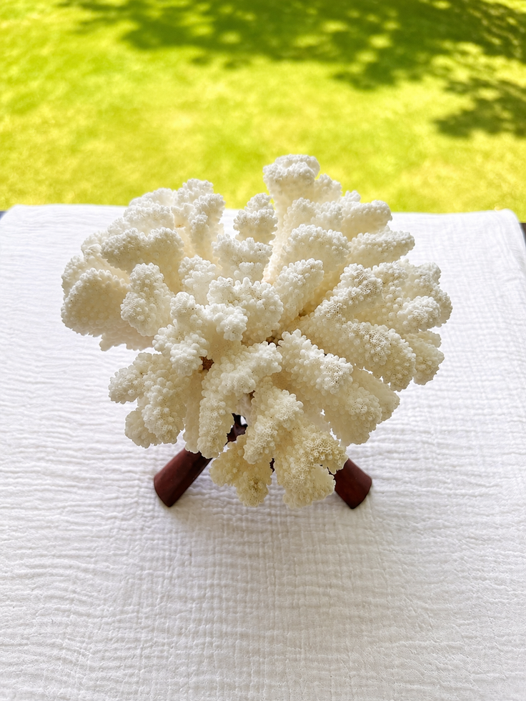 Brownstem Coral