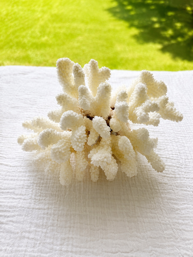 Brownstem Coral